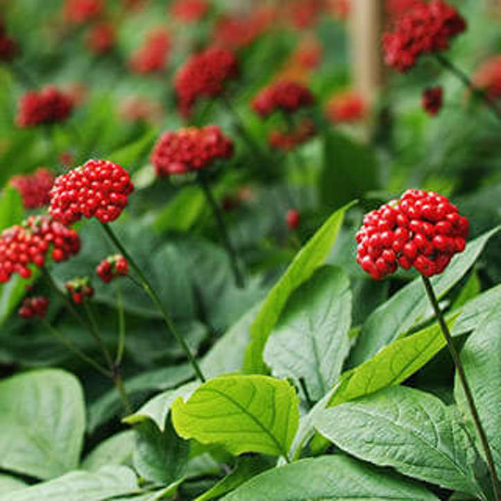 foodenzymes4
