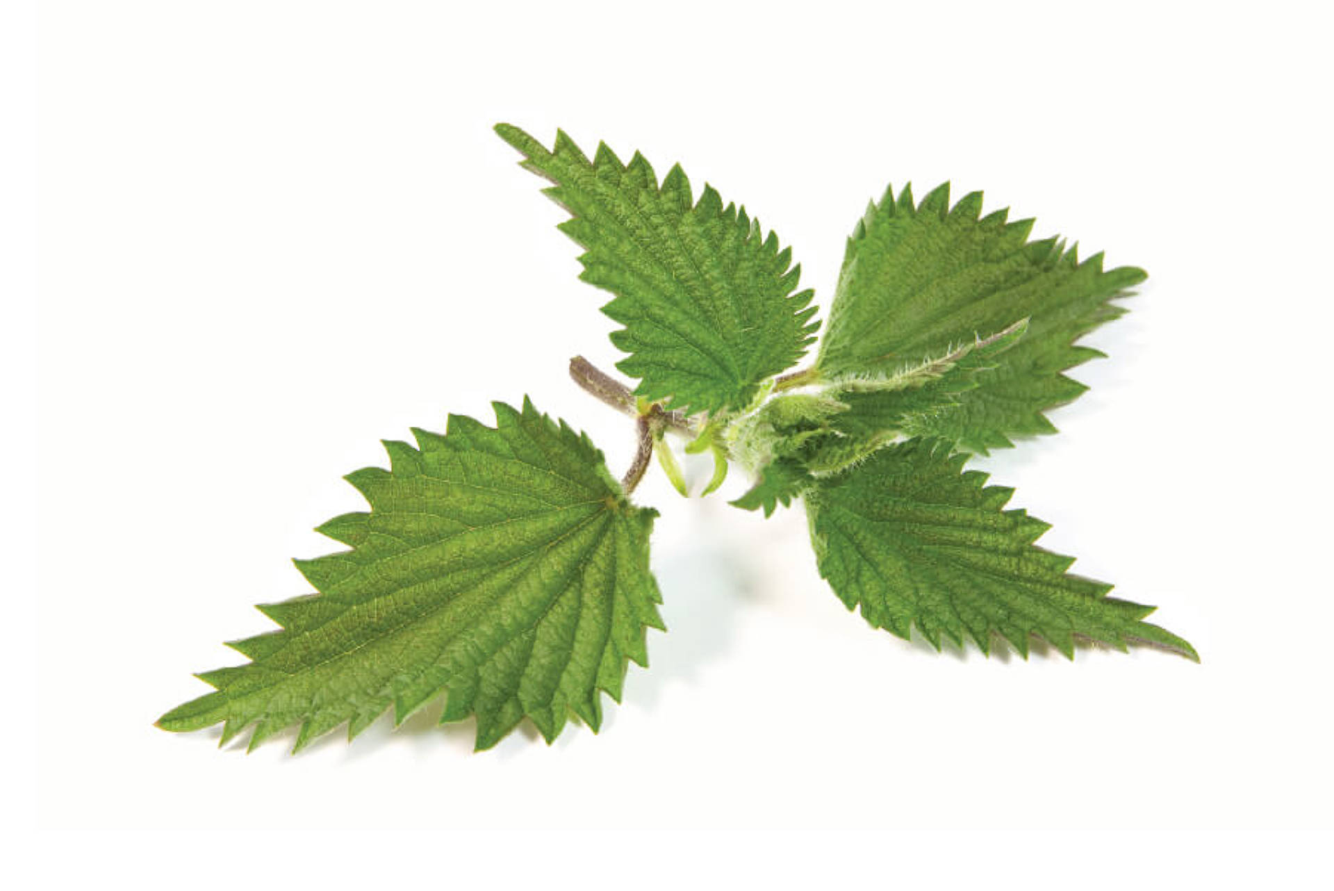 Крапива Пнг - 68 фото